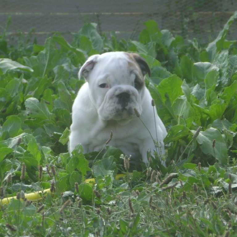 chiot bulldog anglais
